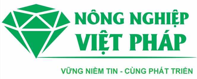 Lúa Việt