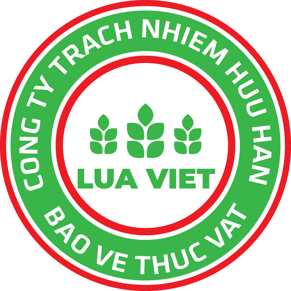 Lúa Việt